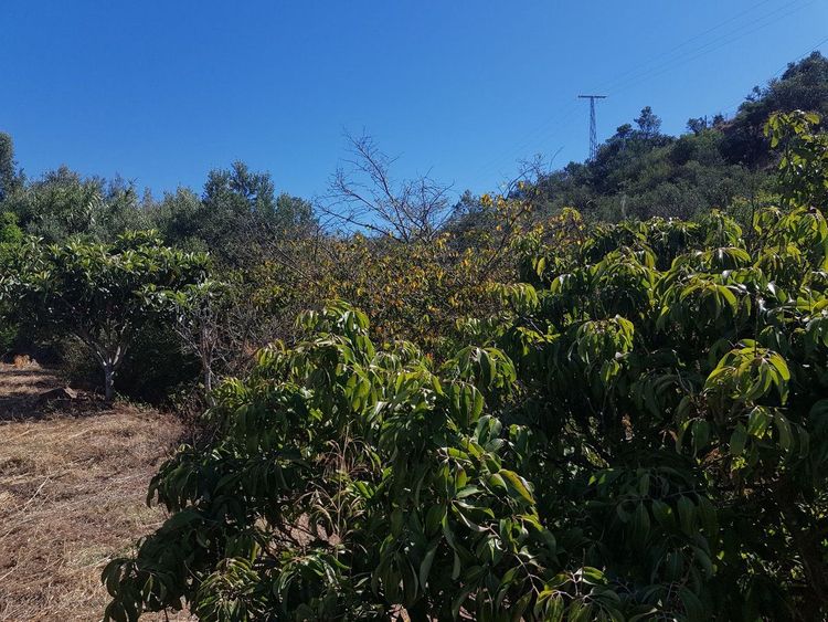 House | Resale in Estepona in Estepona, Costa del Sol - Photo 4