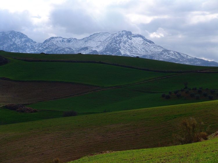 listing card gallery