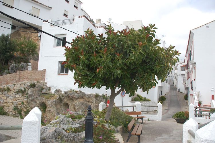 House | Resale in Casares - Development photo 1