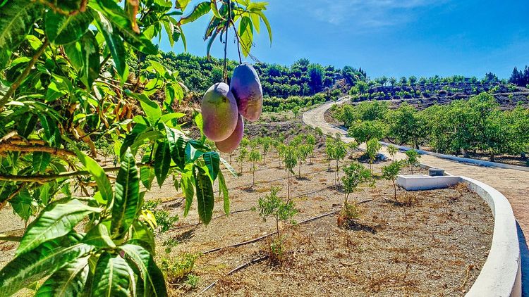 House | Resale in Vélez-Málaga in Vélez-Málaga, Costa del Sol - Photo 4