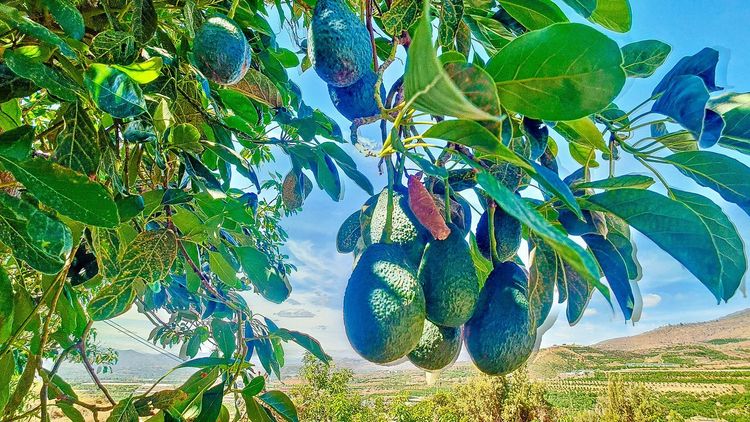 House | Resale in Vélez-Málaga in Vélez-Málaga, Costa del Sol - Photo 3