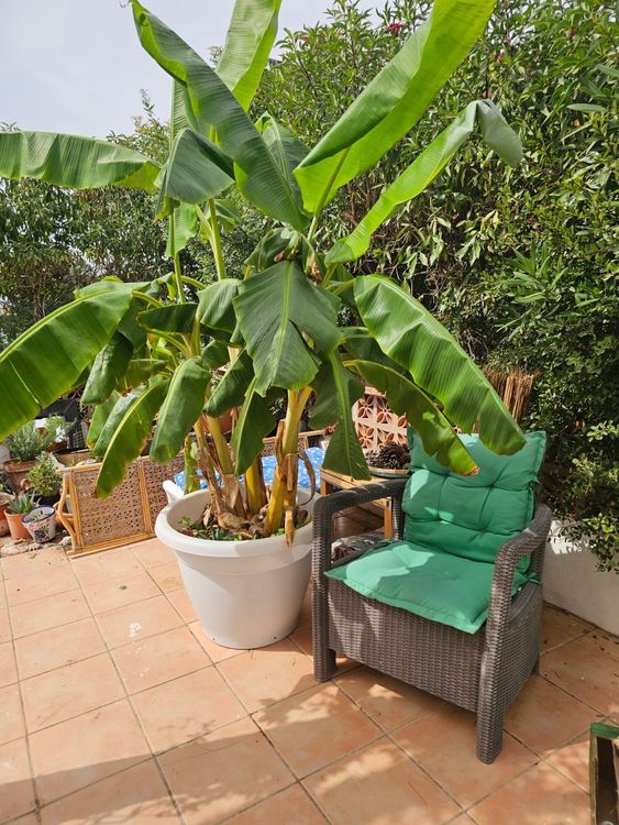 House | Resale in Manilva in Manilva Others, Costa del Sol - Photo 3